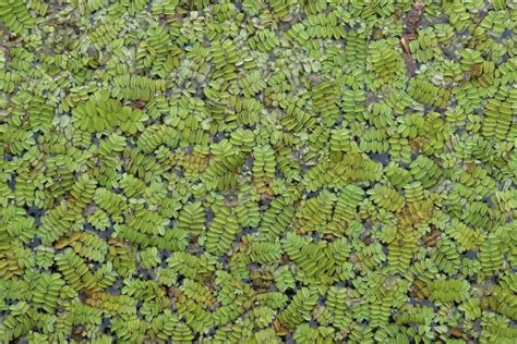 Why Azolla is Considered the “Most Economically Important Fern on Ea.